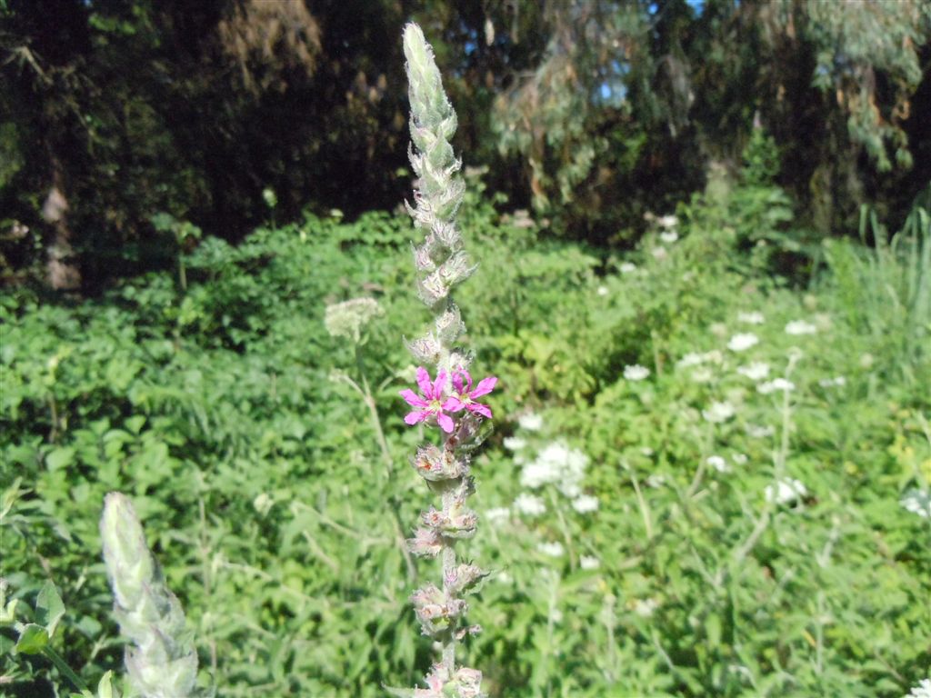 Lythrum salicaria / Salcerella comune